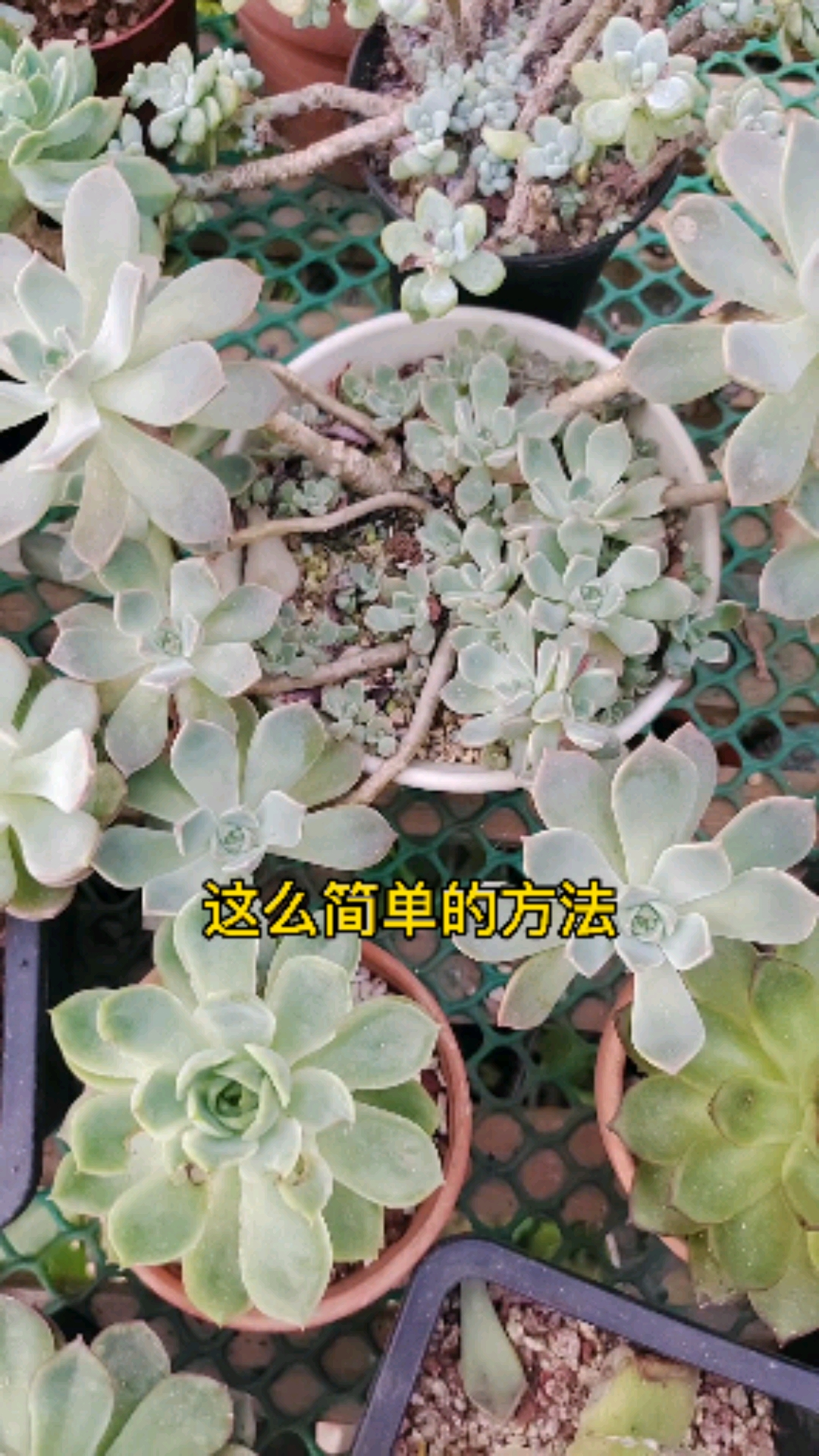 多肉叶片长黑斑,这种方法可以铲除