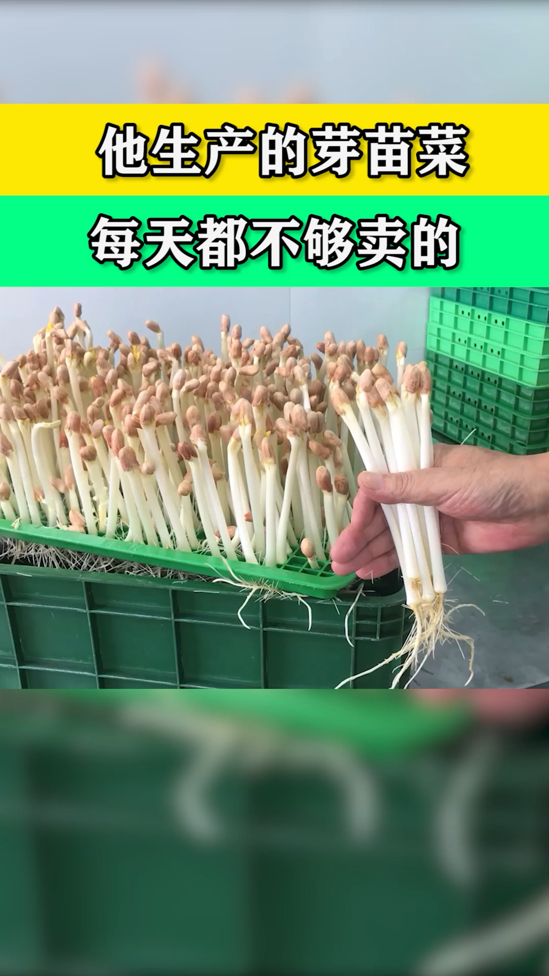 他生产的芽苗菜根本不够卖的……
