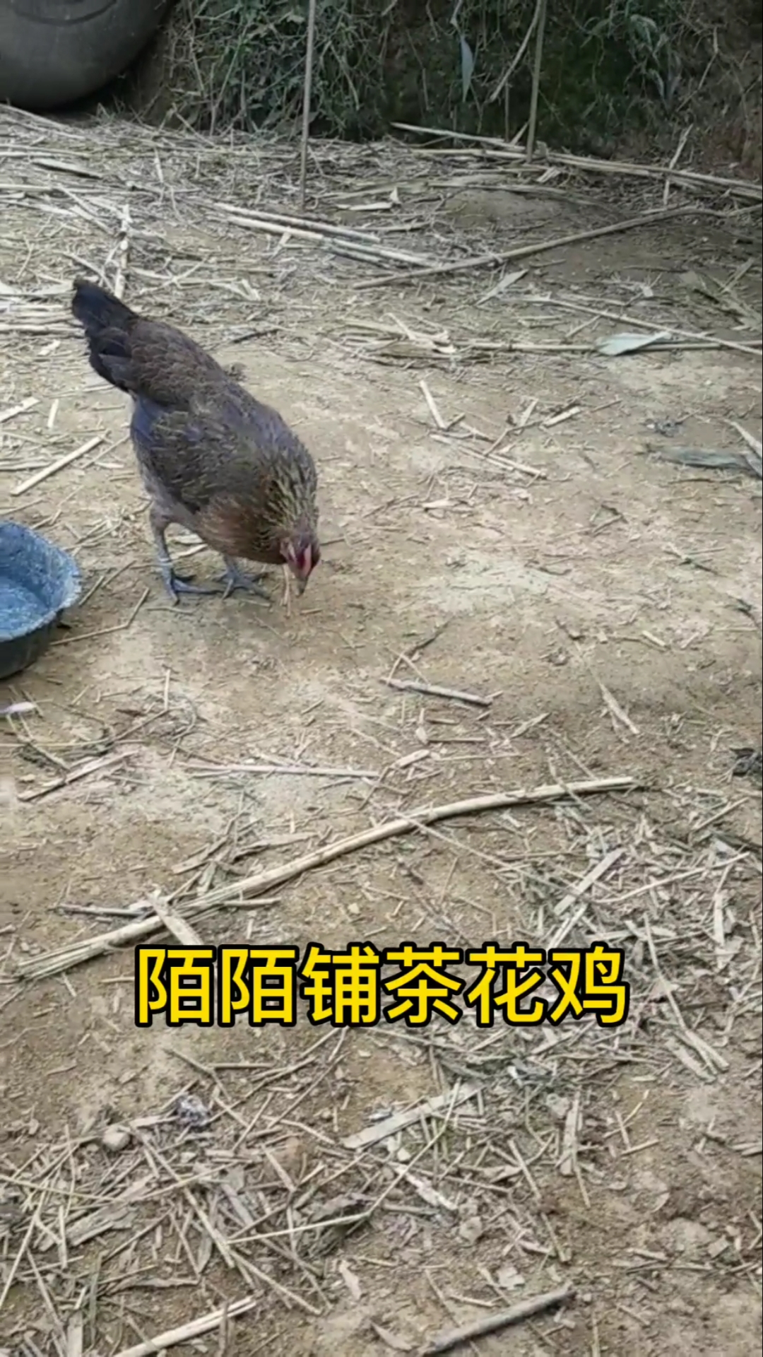 #纯种茶花鸡#纯种茶花鸡,高血统小母鸡。