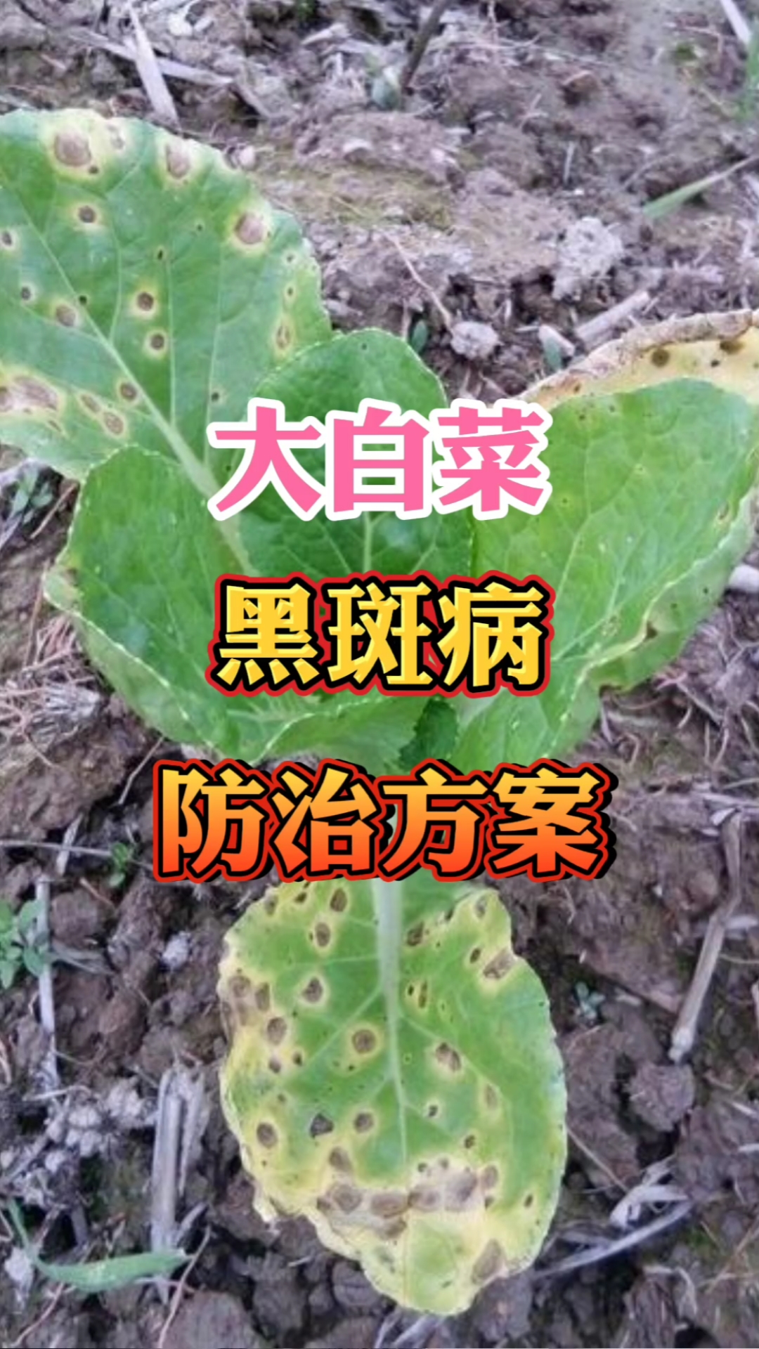大白菜黑斑病防治方案