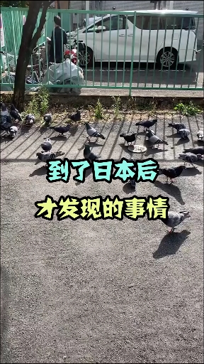 日本奇特文化,一般人都不喜欢乌鸦,在日本却是吉祥的象征!