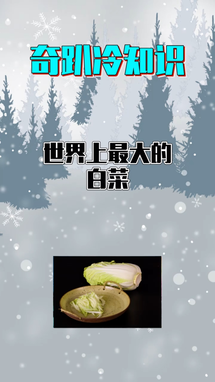 世界上最大的白菜