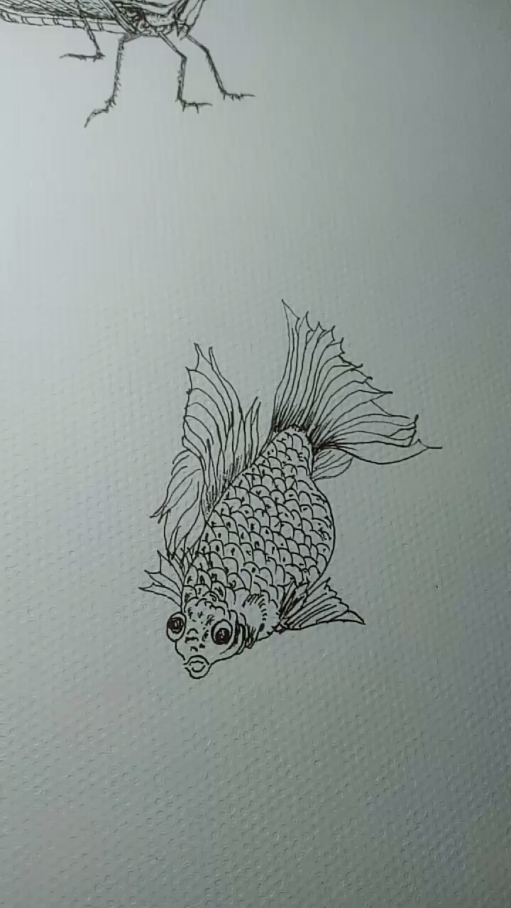 #画画原来如此简单#金鱼白描画法