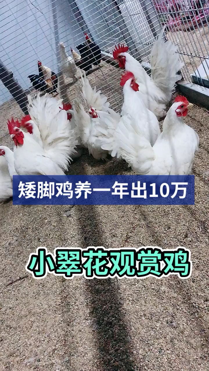 纯白矮脚观赏鸡