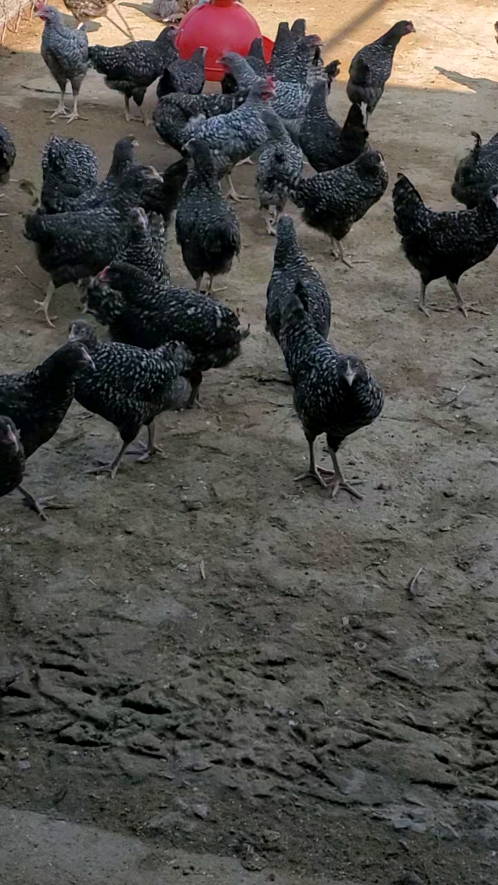 青年芦花鸡产蛋率高肉质鲜美细腻南方北方都可以饲养