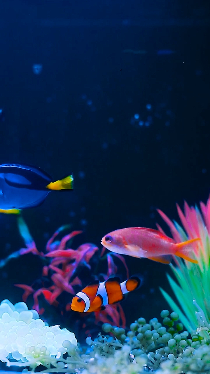 体色缤纷多彩的的海金鱼#鱼缸#至尚水族馆#