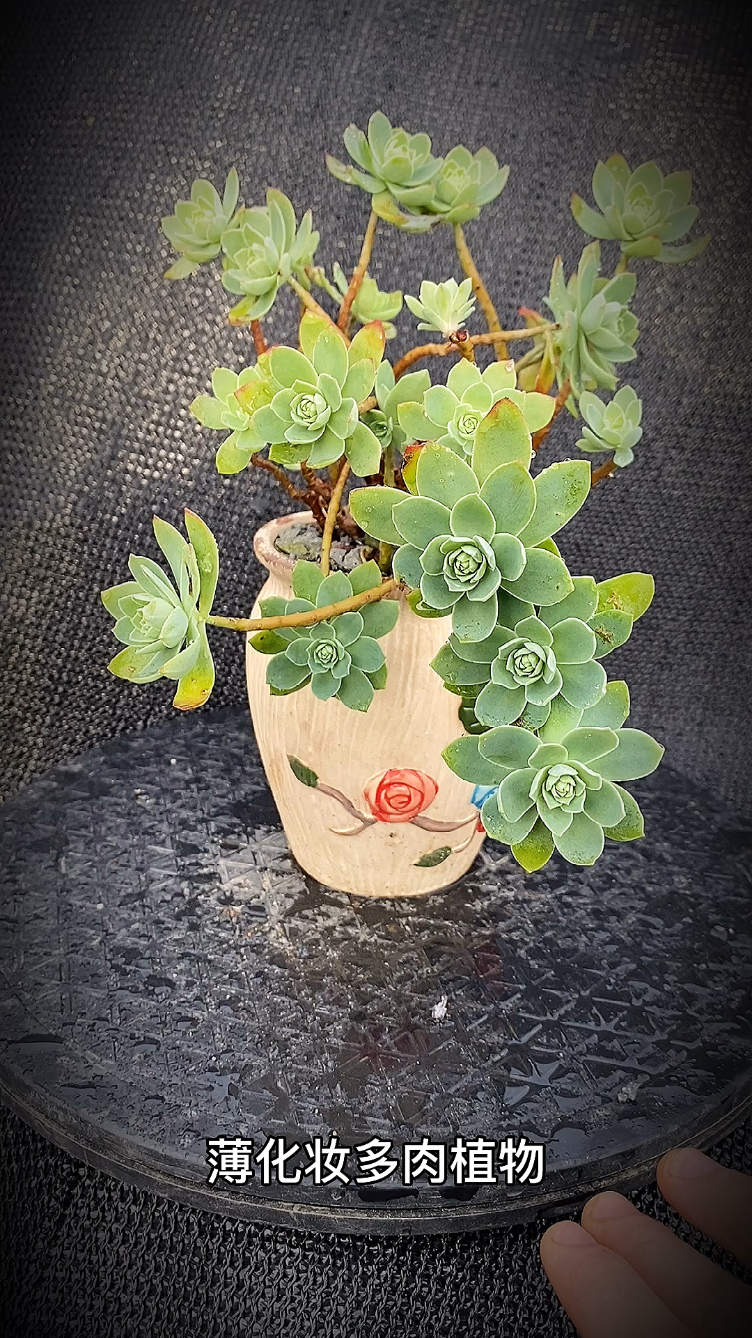 #有一种可爱叫多肉!#薄化妆多肉植物:为景天科景天属多肉植物。