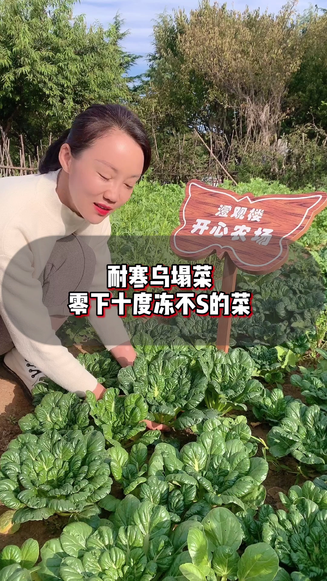 好吃好种又能过冬的蔬菜～乌塌菜,快种起来吧
