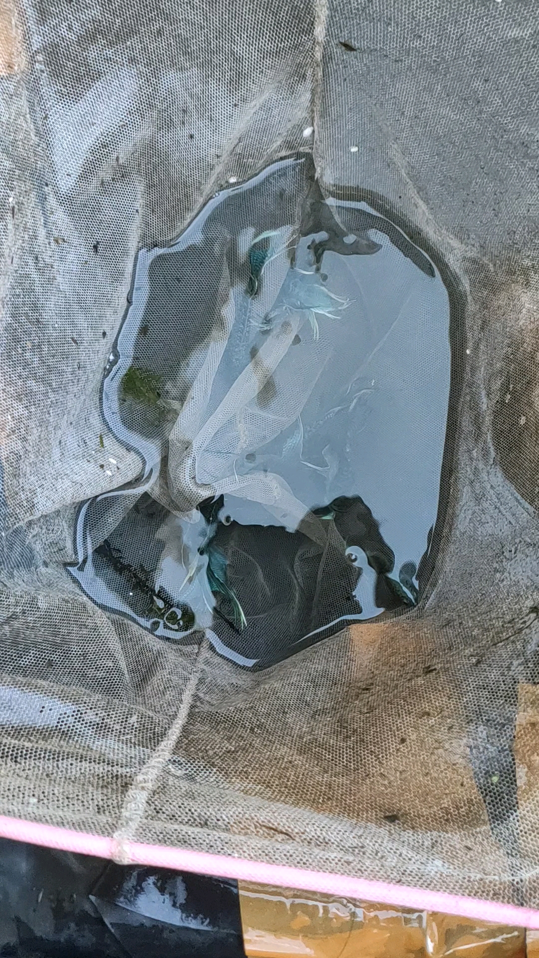 这几条小鱼放在集装箱快一年了,基本两三天才喂一次,没想到还能长这么大,蓝色的鱼