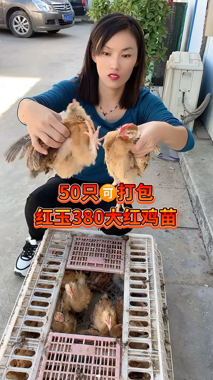 #红玉380大红公鸡苗#