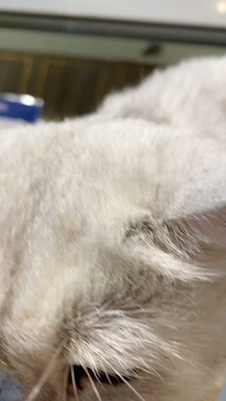 萌化我的小东西奶茶和小猫咪才是绝配你打卡过了吗～