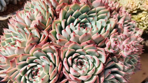 #多肉植物#美出屏幕的水蜜桃,这个群生很霸气!
