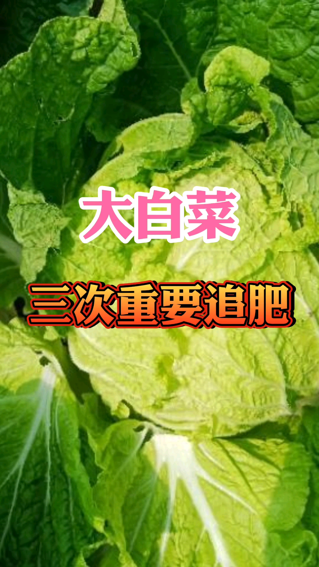 大白菜要高产,三次重要追肥要做好