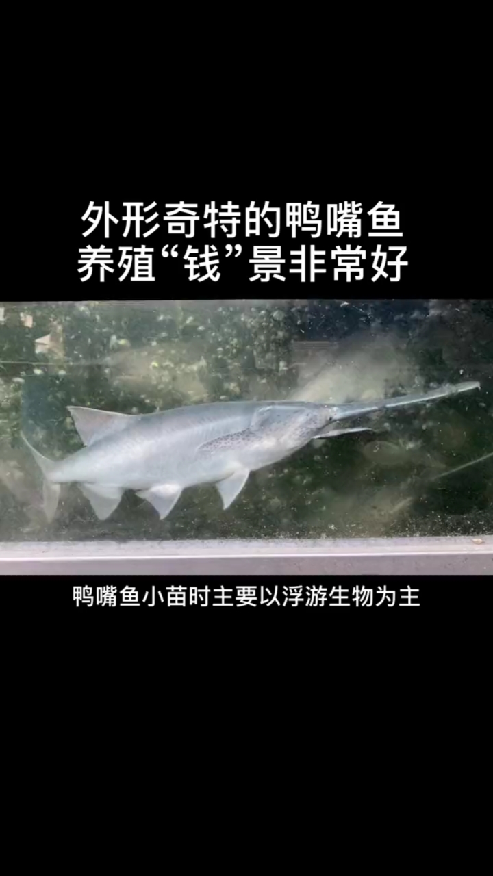 #春日好食光#你知道鸭嘴鱼为什么人们喜欢吗?