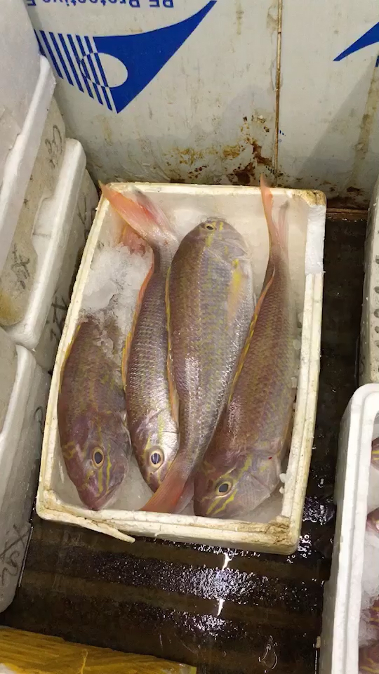 哥利,滨鲷,海钓刺身鱼