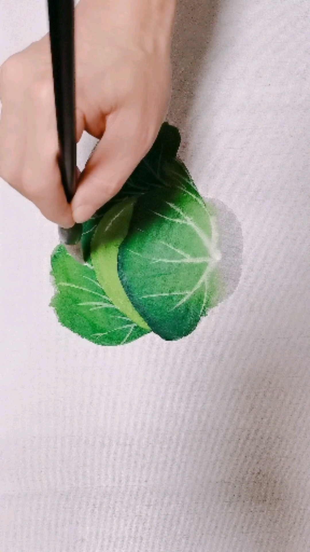 #我要上热门#卷心菜的画法