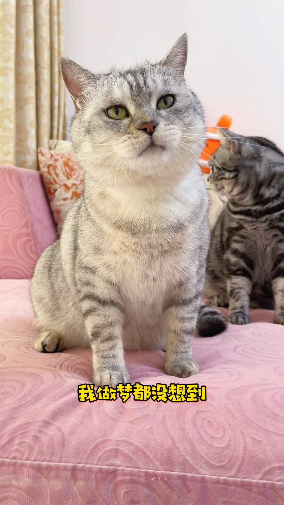 #小小爱宠萌化你#我怀疑我家猫是人变的,居然学会了用手机自拍