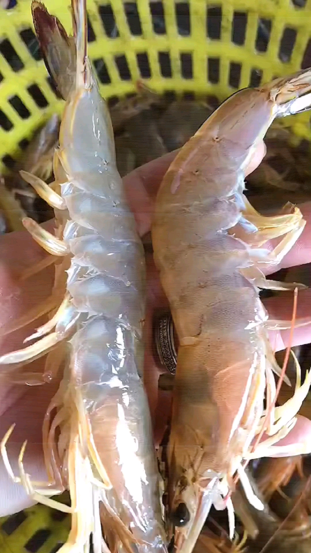 野生大海虾