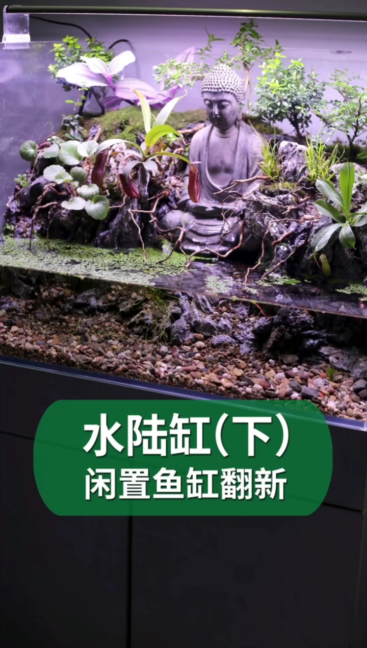 #好物推荐#超详细水陆缸造景过程,非常简单哦!我也是第一次做