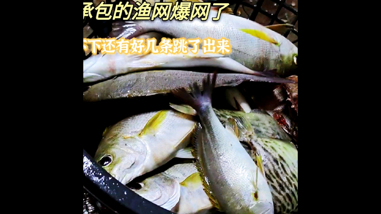 #南澳岛#网友包网大爆发,满满一筐海鲜不够装,还有好几条渔获跳了出来(四)