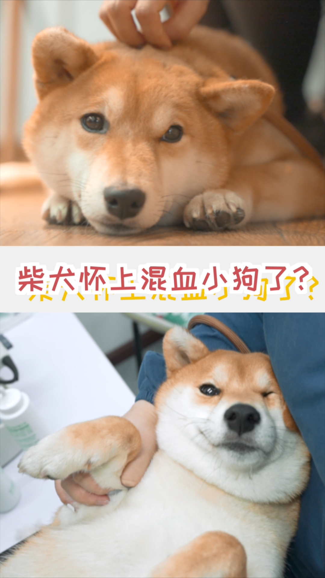 柴犬怀上柯基的混血小狗了吗?终于有结果了