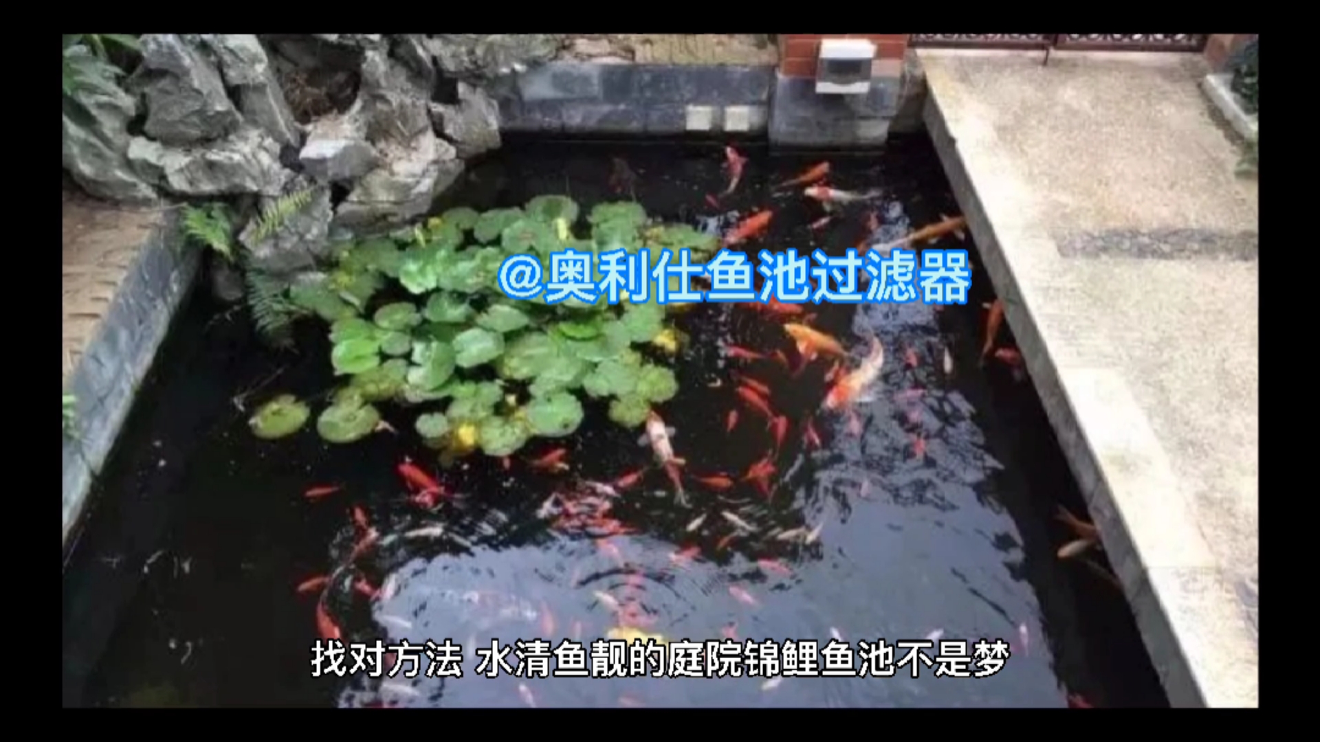 找对方法,水清鱼靓的庭院锦鲤鱼池不是梦