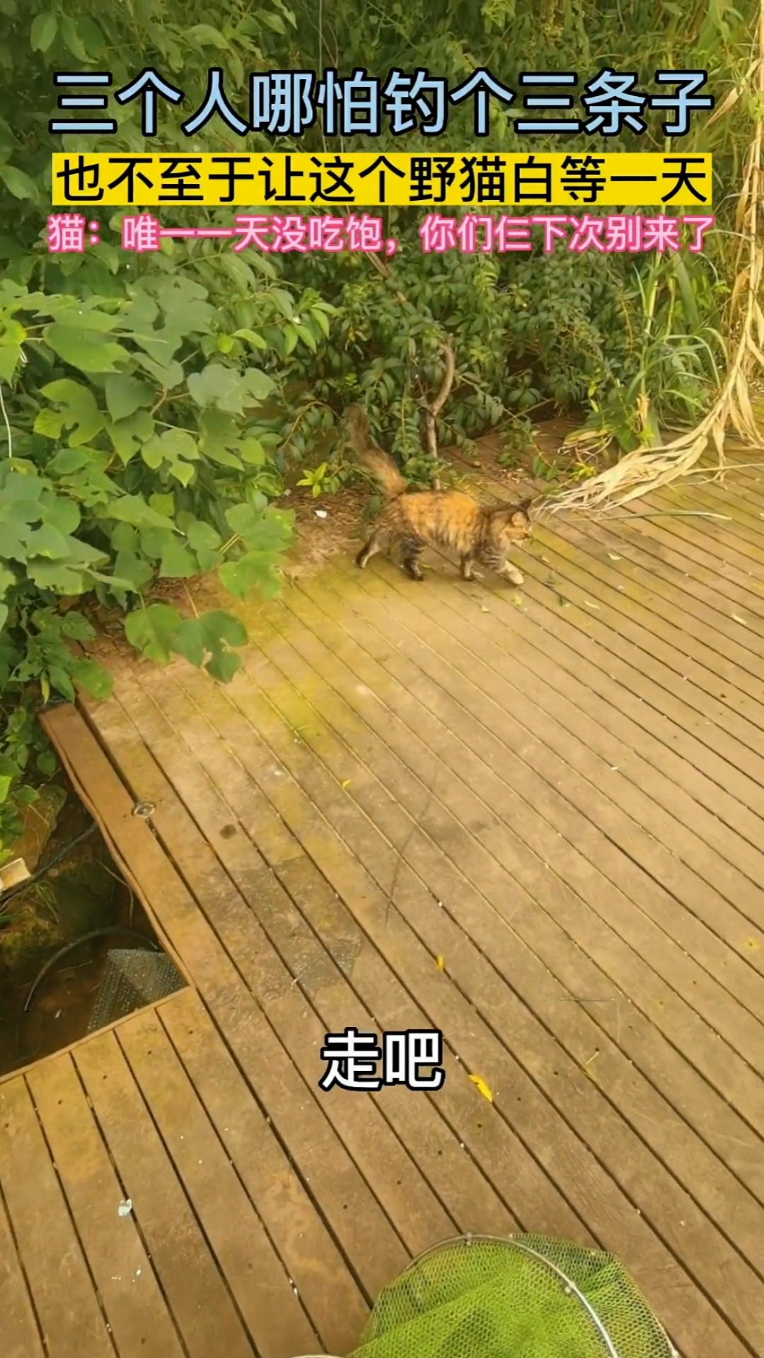 #钓鱼#全城的猫都知道你们“空军”了