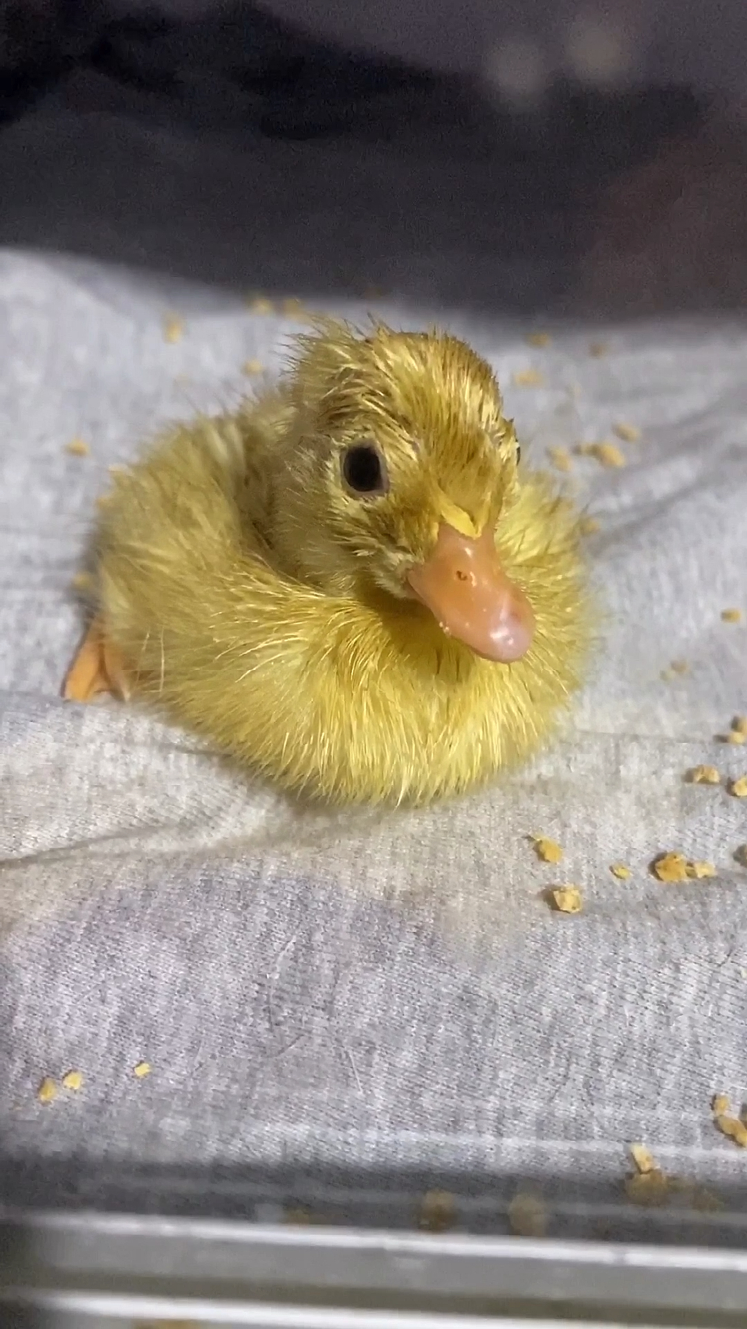 柯尔鸭打瞌睡被惊醒,表情太搞笑