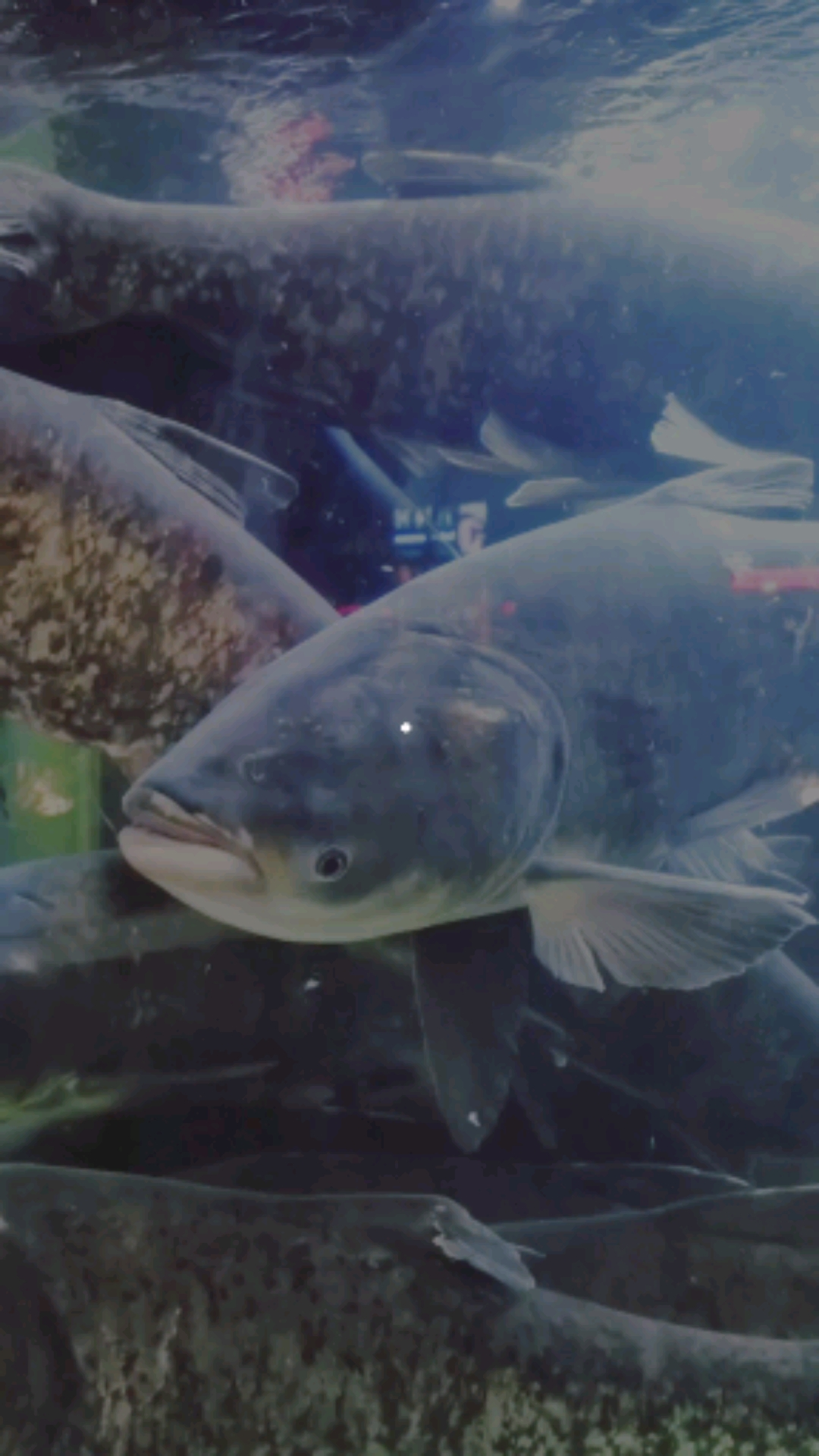 #上海浦东#千岛湖花鲢鱼,也叫胖头鱼,大头鱼。浦东金桥浙桥路餐厅售价39/斤