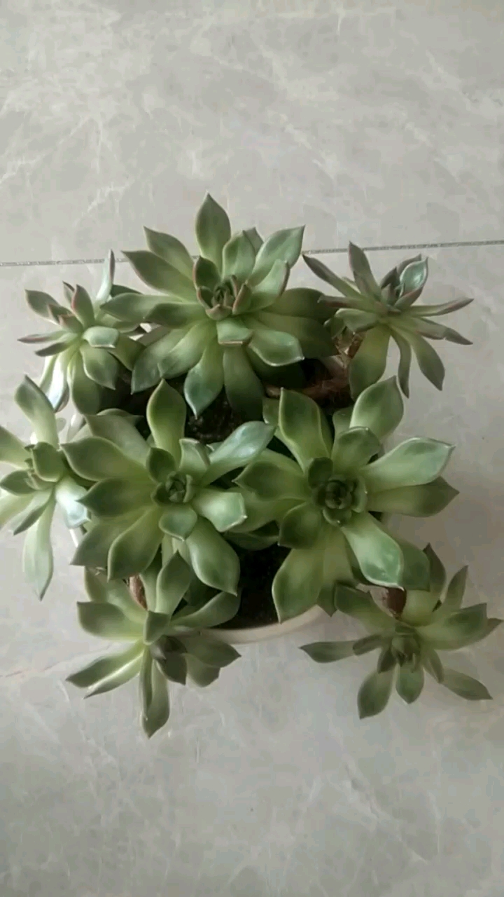 #我的小花园#多肉东云野马