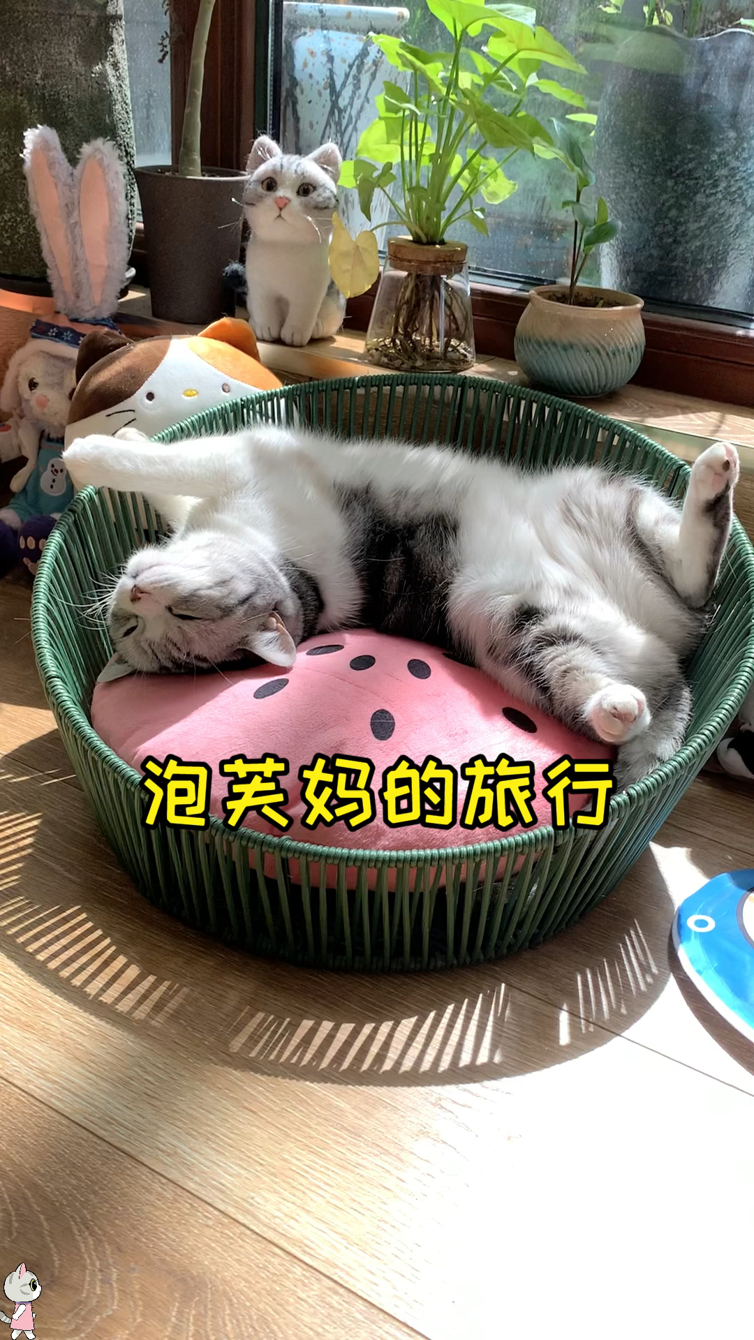#猫咪日记#外出回家最开心的就是泡芙一路奔来接我