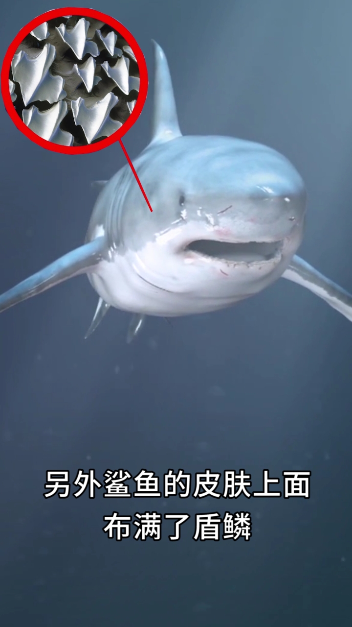 虎鲸为什么只吃大白鲨的肝脏,而不吃它们的肉?