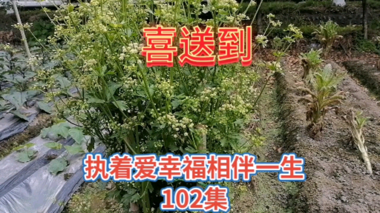 #执着爱幸福相伴一生#想不到吧,芹菜花也可以如此漂亮!