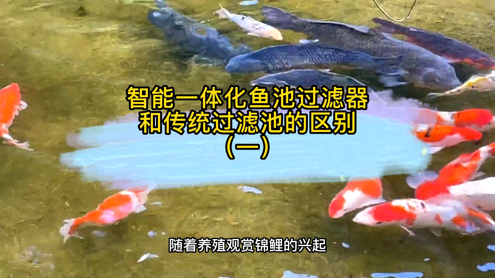 智能一体化鱼池过滤器和传统过滤池的区别(一)#鱼池循环水过滤系统#锦鲤鱼池过滤