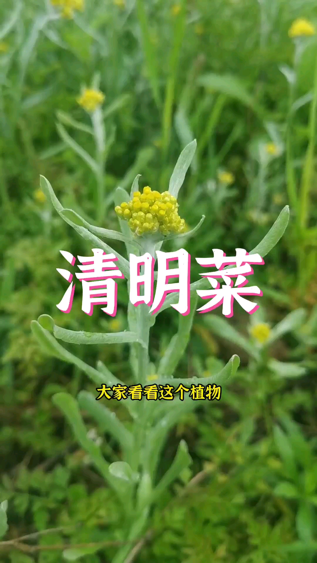 鼠曲草又叫清明菜,可以煎鸡蛋