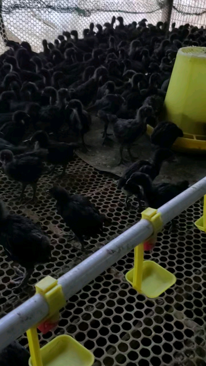 五黑鸡苗脱温苗