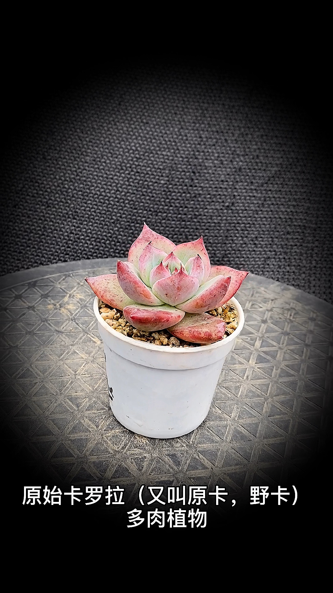 #有一种可爱叫多肉!#原始卡罗拉(又叫原卡,野卡)多肉植物:是景天科拟石莲花属多肉植物。