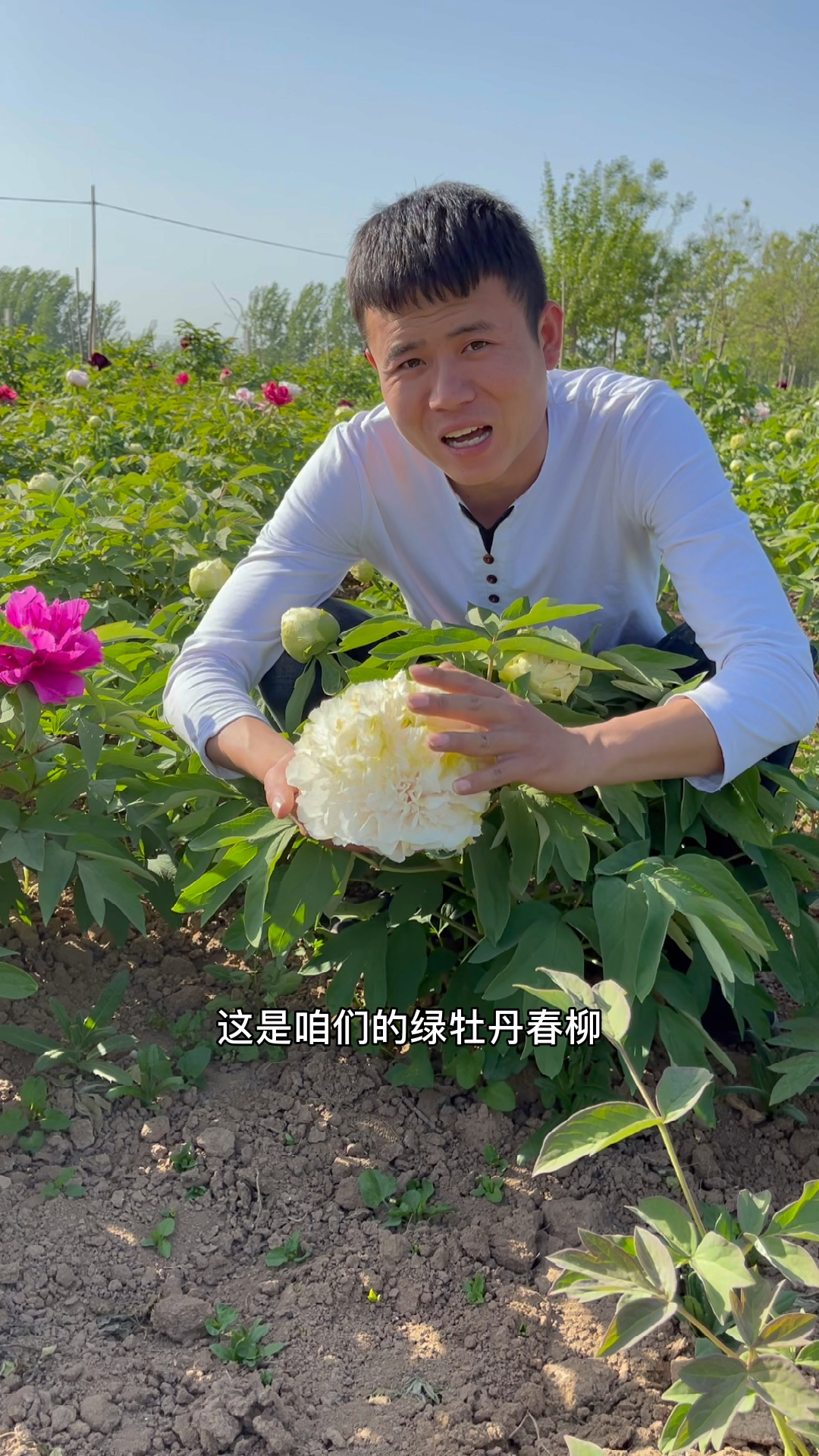 #牡丹花#开花跟球一样的绿牡丹