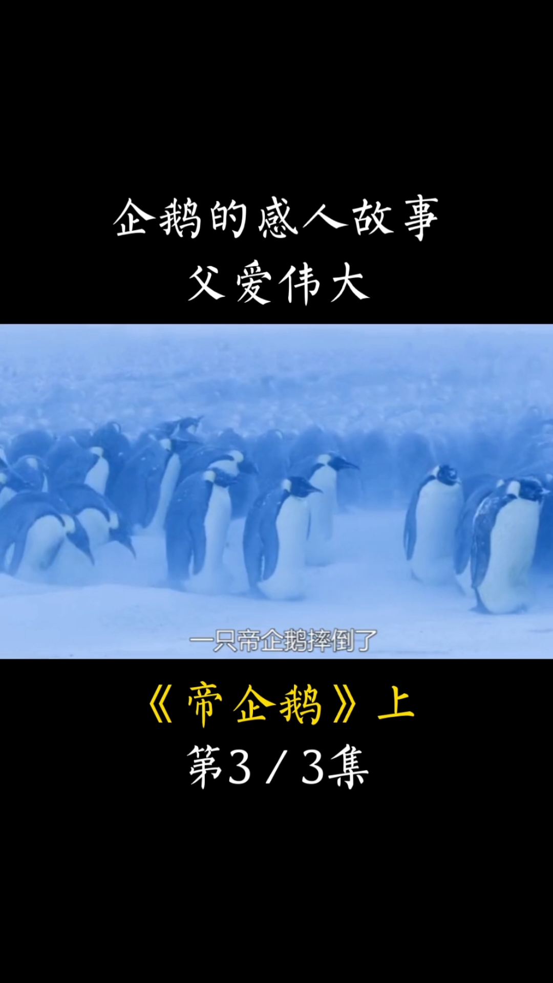 企鹅的感人故事,父爱伟大。