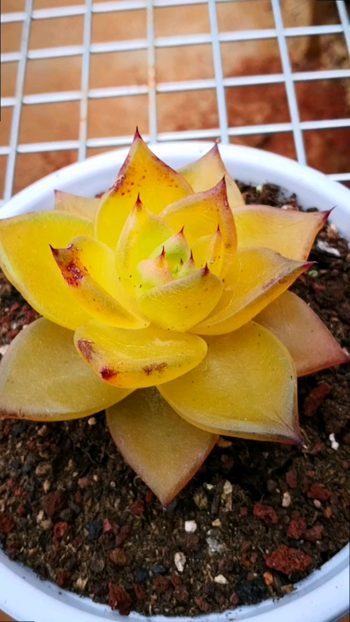 #有一种可爱叫多肉!#金黄色的乌木就是这么优秀,你被它的颜值迷倒了吗?