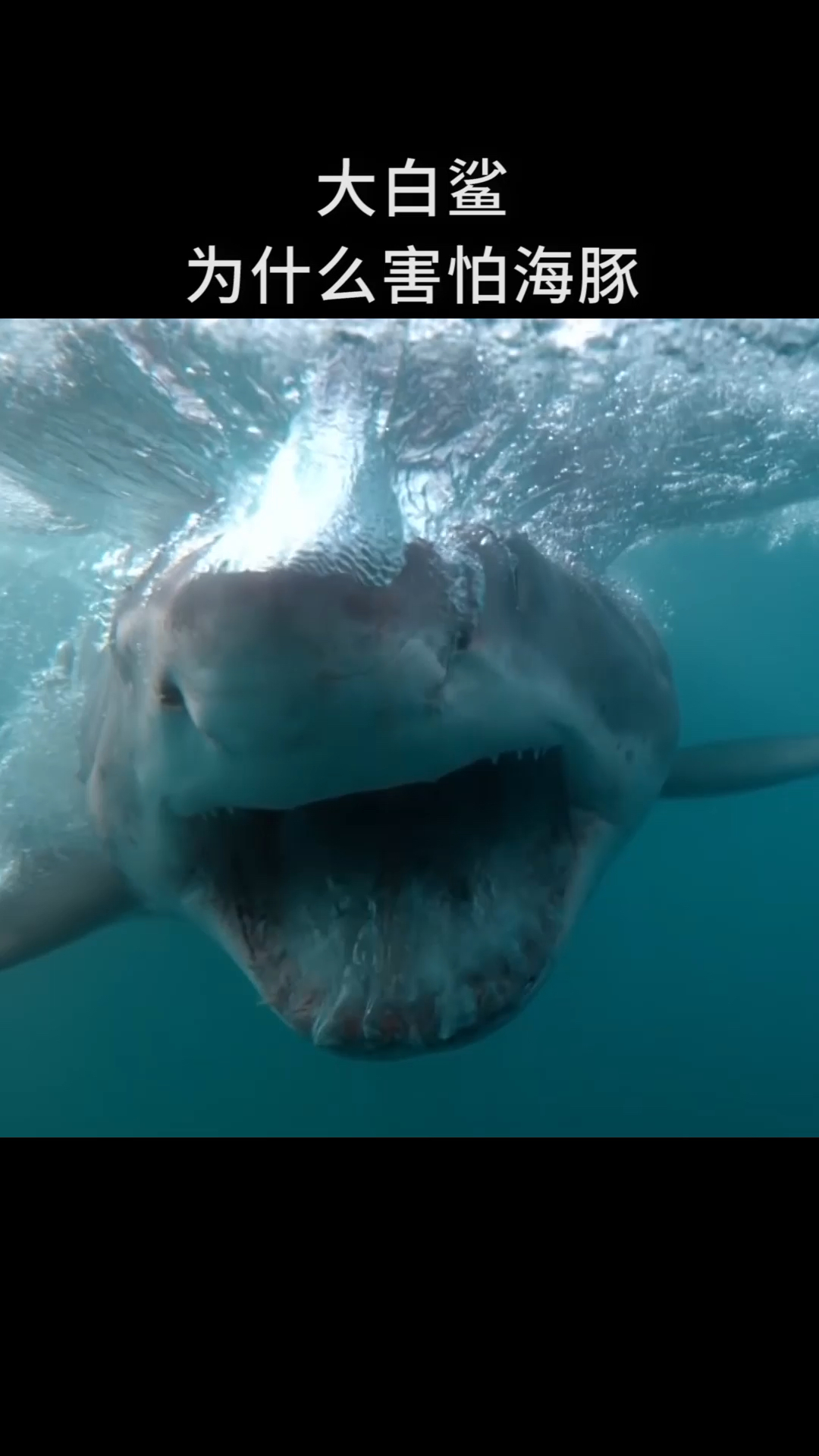 #全民涨知识#大白鲨为什么害怕海豚？