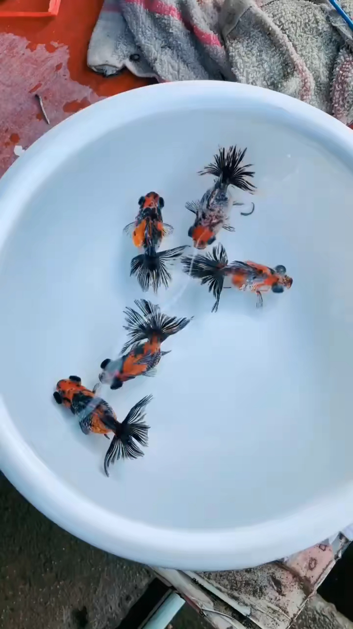 #金鱼#麒麟蝶尾金鱼非常漂亮吧