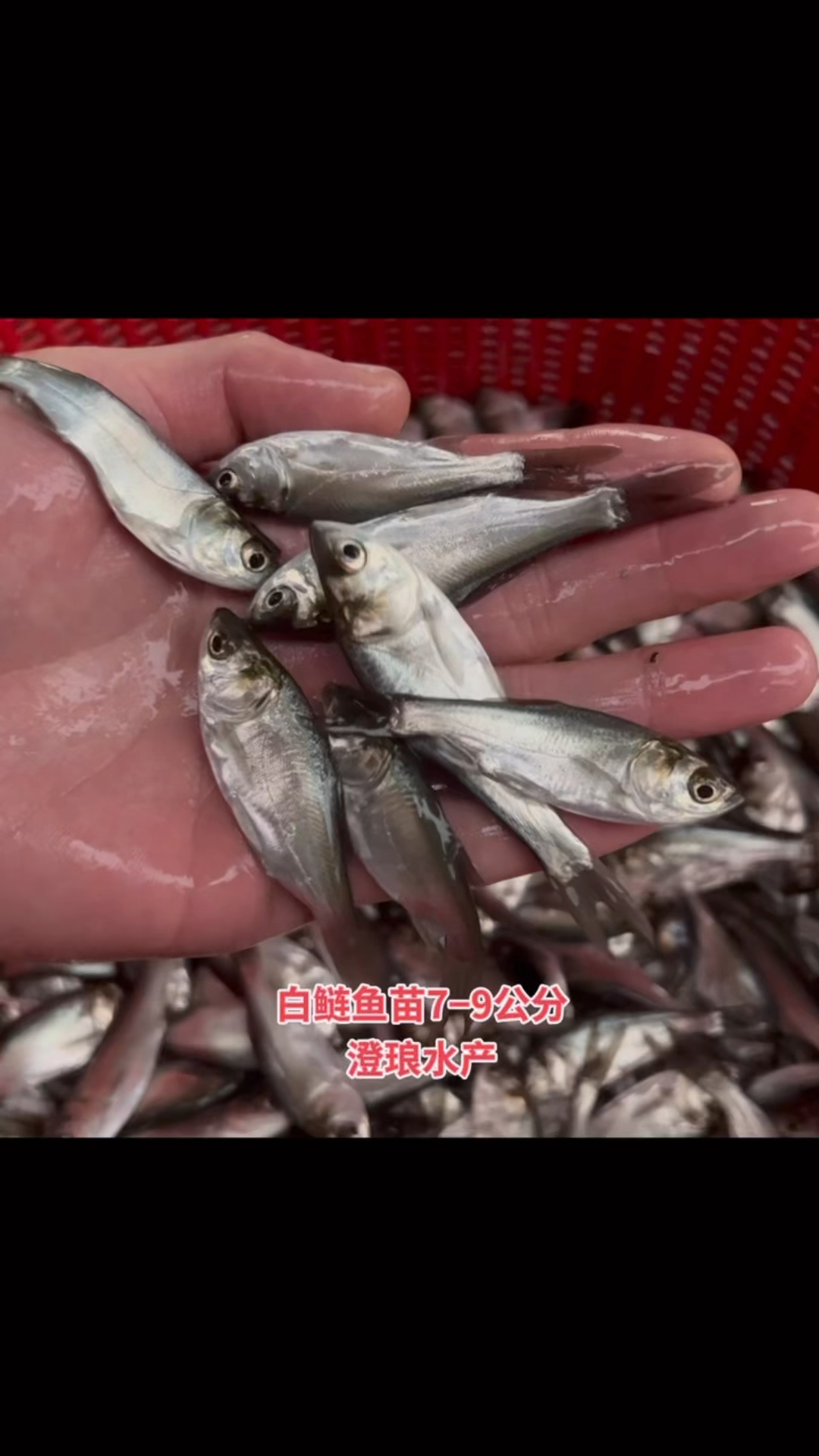 白鲢鱼苗活体淡水养殖小鱼苗四大家鱼活体饲料鲢鳙大头花鲢白鲢苗
