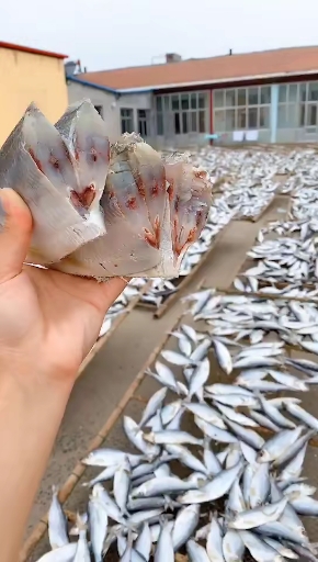 #家乡特色美食#白鳞鱼，肉厚鲜美，好吃