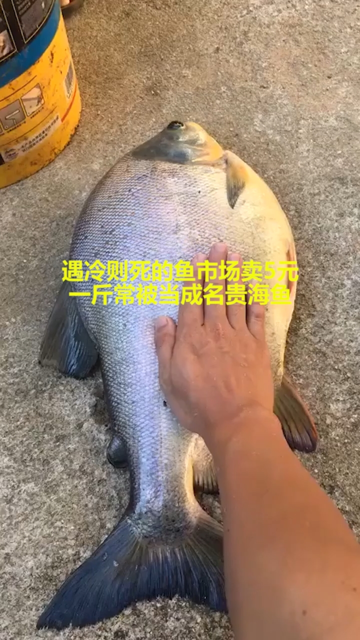 #奇闻趣事抢先看#玉龙则死的鱼市场五元一斤,被成为名贵海鱼。