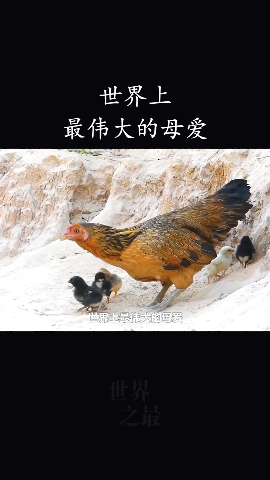 #世界之最#老鹰袭击小鸡仔,鸡妈妈奋不顾身保护孩子,结局惊呆众人!