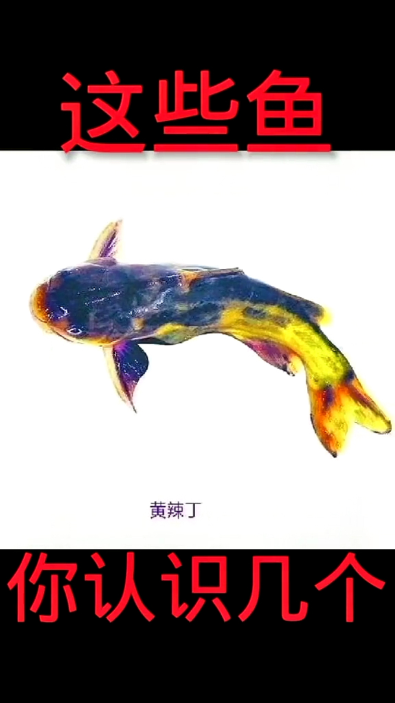 #全民小剧场#鱼类知识普及,钓友们一定要了解,否则不知道钓获的是什么鱼!
