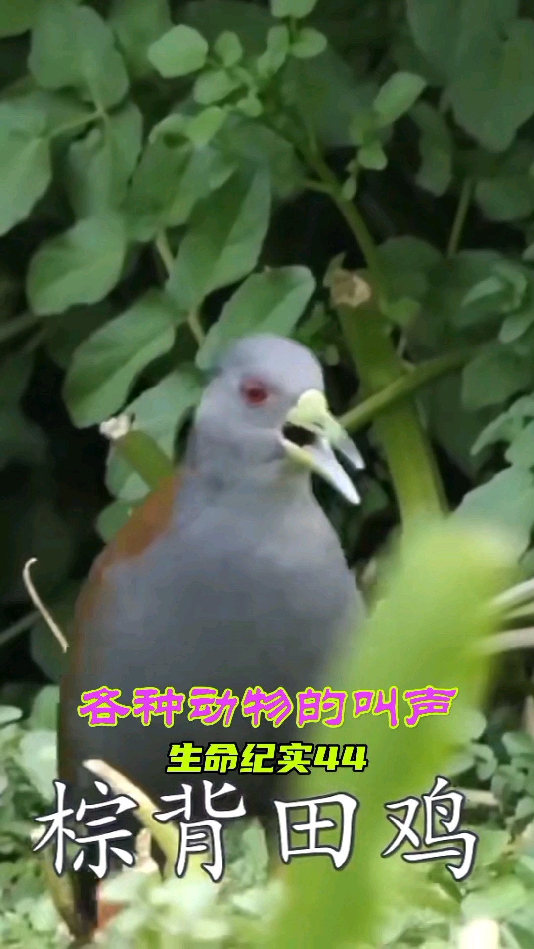 #动物世界#生命纪实44,各种动物的叫声