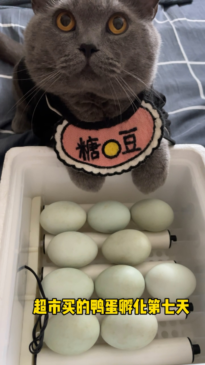 #小小爱宠萌化你#超市买的鸭蛋孵化第七天