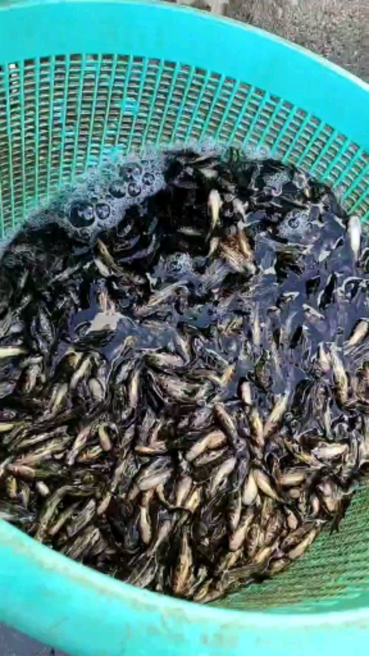黄骨鱼又名黄颡鱼,黄辣丁,黄丫头